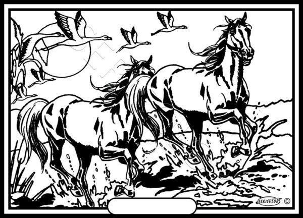 CHEVAUX CAMARGUE