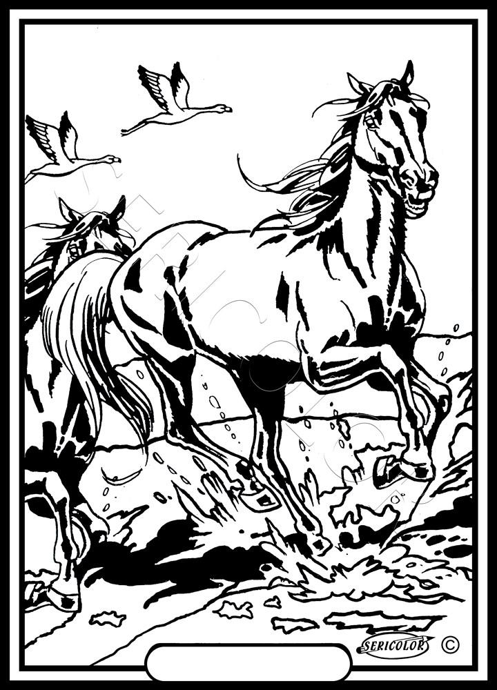 CHEVAL SEUL – Image 2