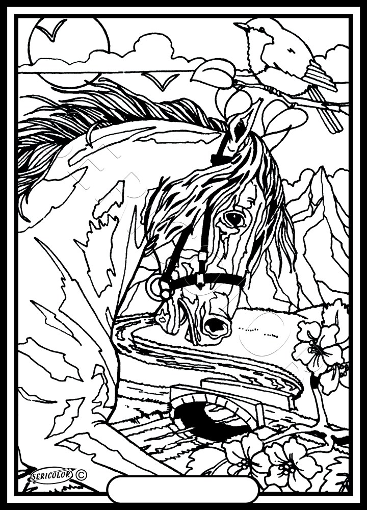 TÊTE DE CHEVAL – Image 2