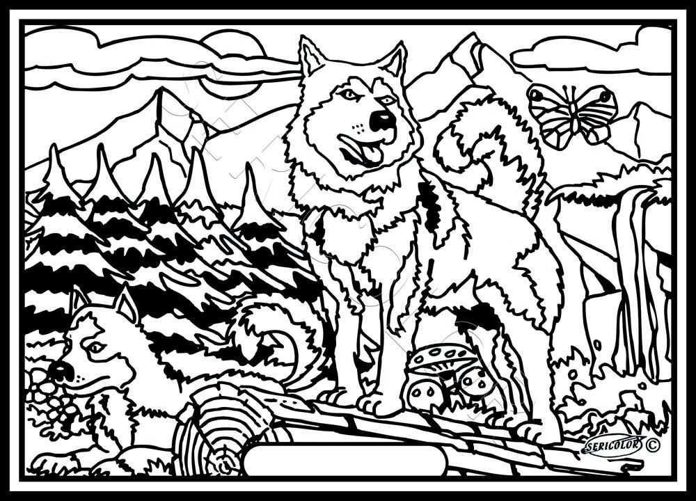 CHIENS HUSKY – Image 2