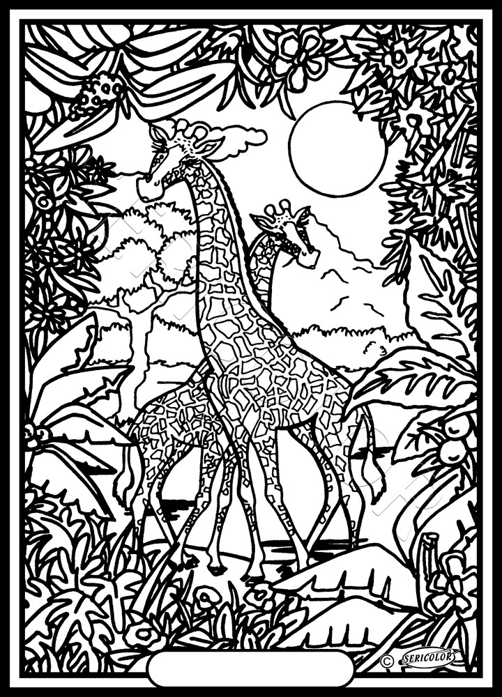GIRAFES – Image 2