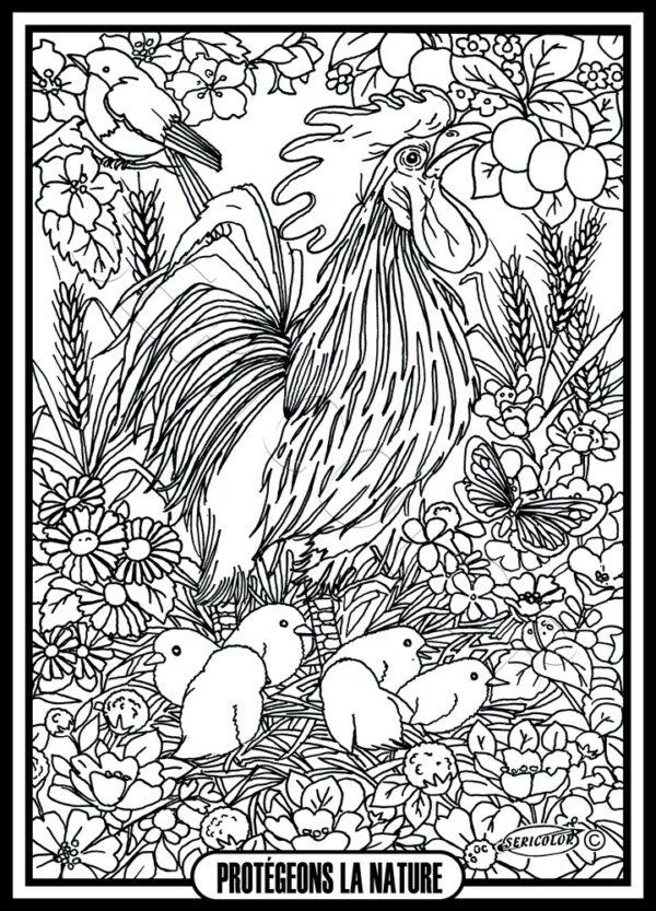 COQ POUSSINS