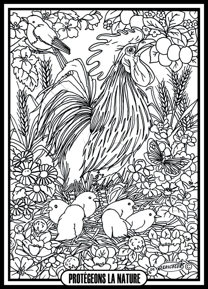 COQ POUSSINS – Image 2
