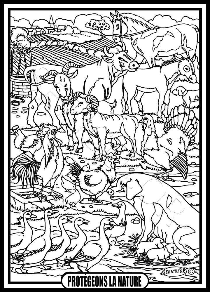 ANIMAUX DE LA FERME – Image 2