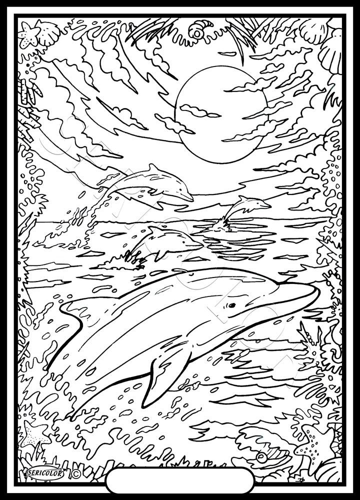 DAUPHIN CREPUSCULE – Image 2