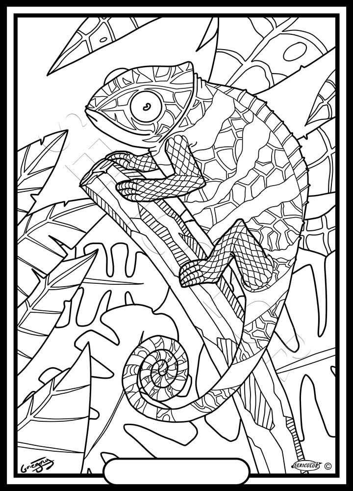 CAMELEON GREGORY – Image 2