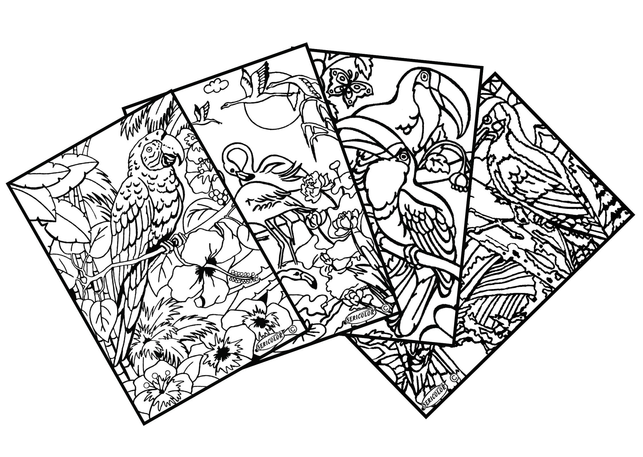 OISEAUX – Image 1