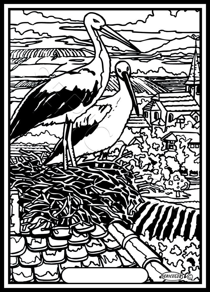 CIGOGNE NID SUR TOIT – Image 2