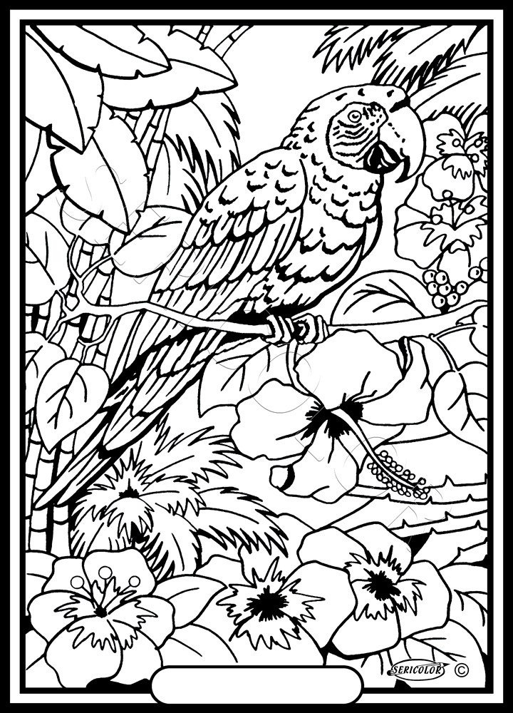 PERROQUET – Image 2