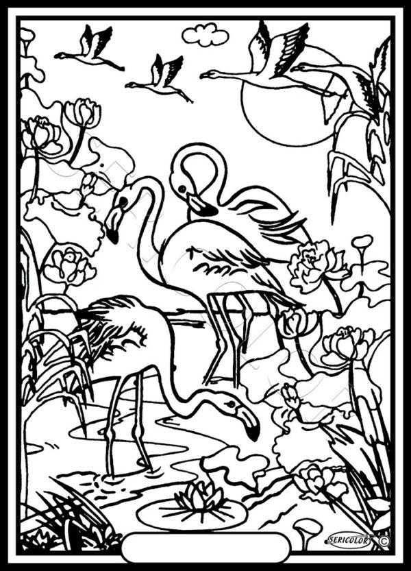 FLAMANT ROSE
