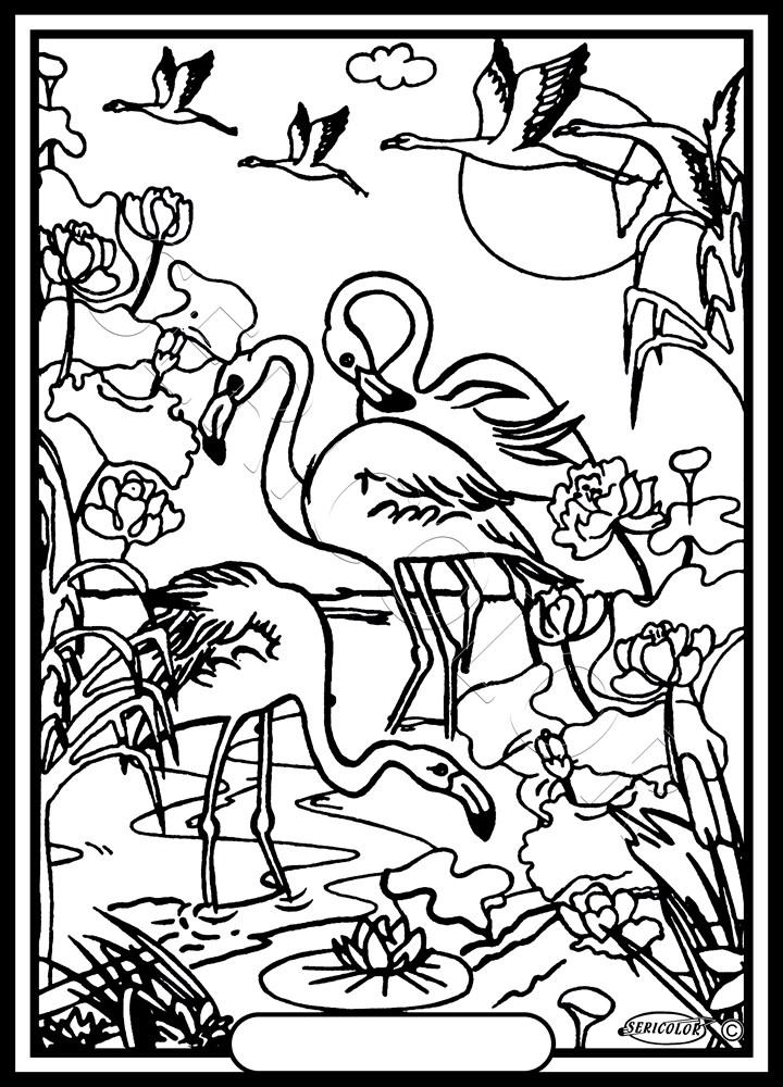FLAMANT ROSE – Image 2
