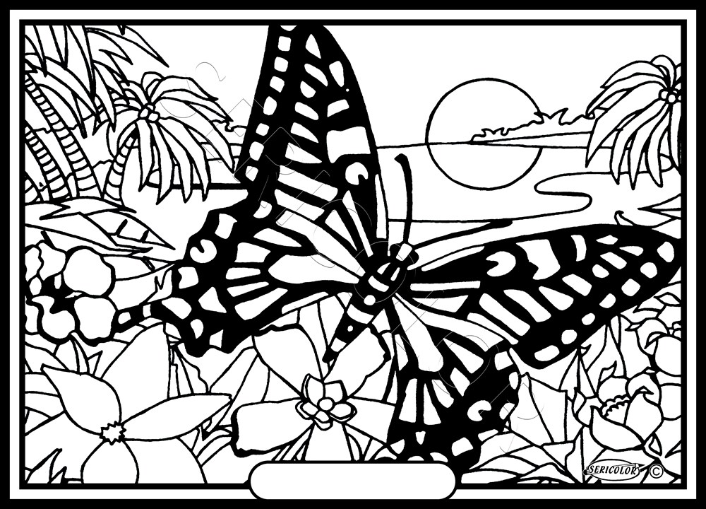 PAPILLON CRÉPUSCULE – Image 2
