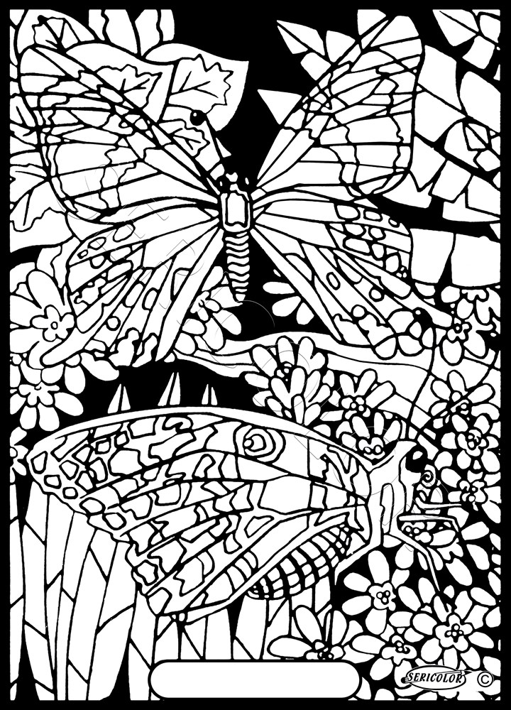PAPILLON CHARAXE – Image 2