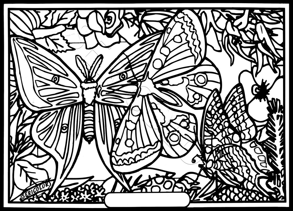 PAPILLON ISABELLE SPHYNX – Image 1