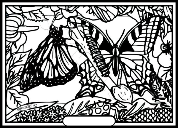 PAPILLONS MACHAONS