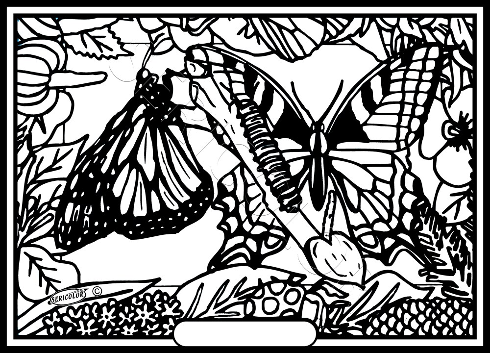 PAPILLONS MACHAONS – Image 2