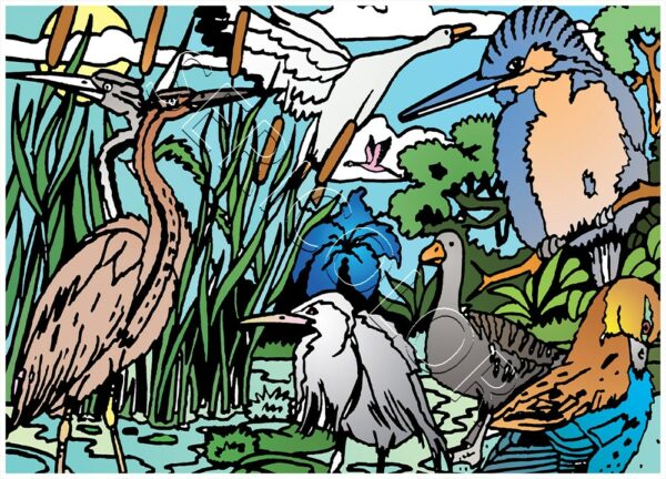 OISEAUX DES MARAIS