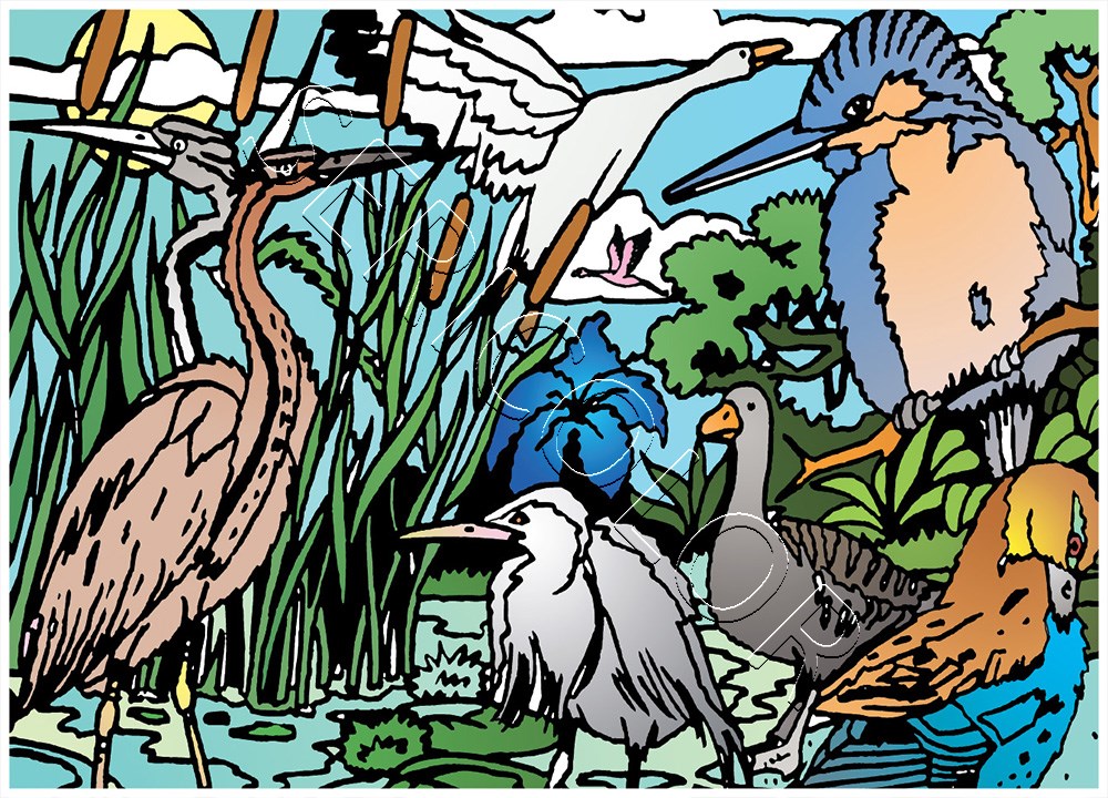 OISEAUX DES MARAIS – Image 3
