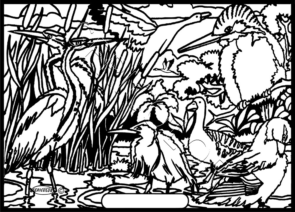 OISEAUX DES MARAIS – Image 2