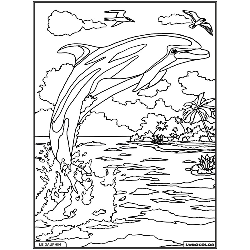 DAUPHIN – Image 1