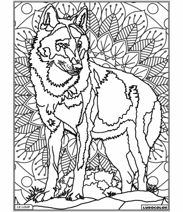 LOUP