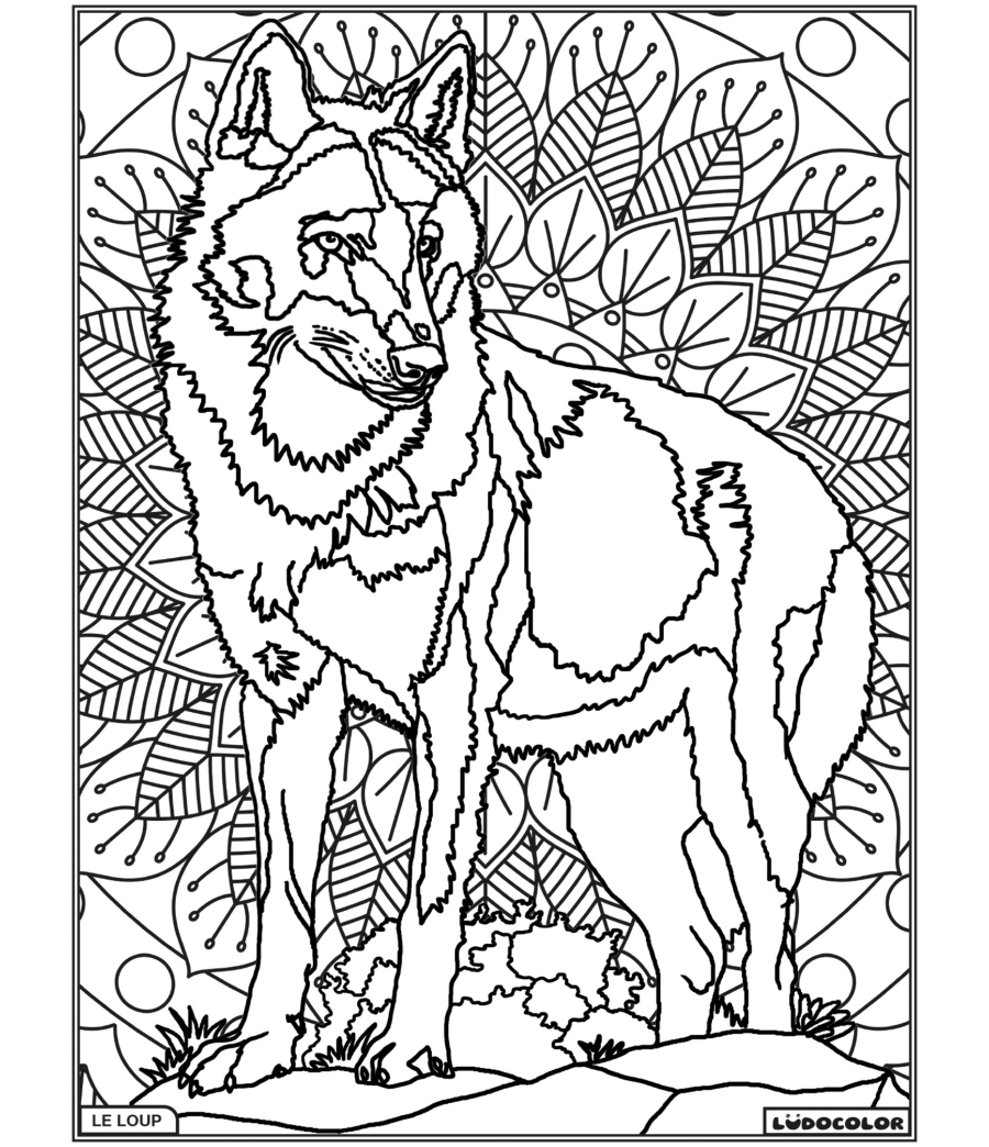 LOUP – Image 1