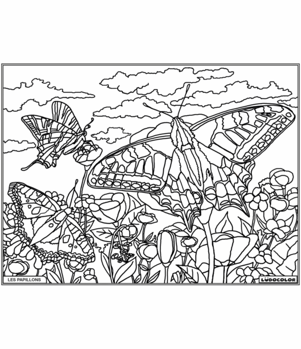 PAPILLONS