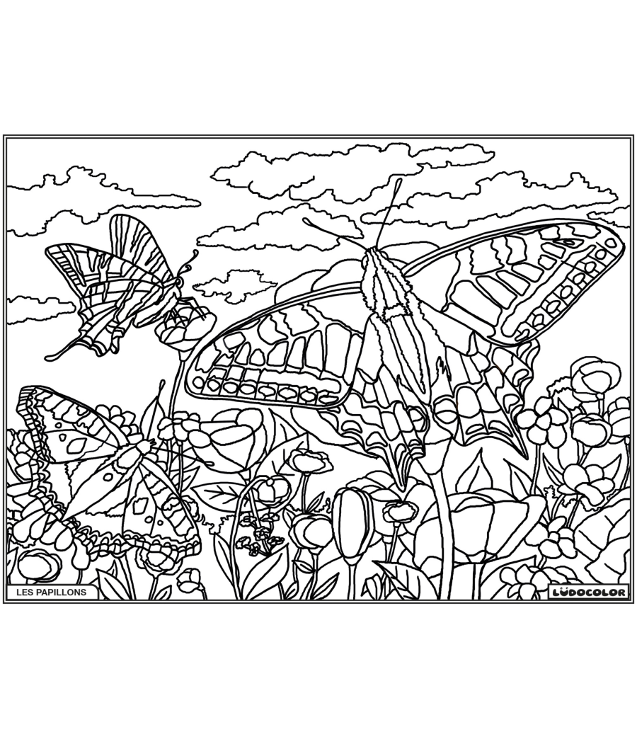PAPILLONS – Image 1