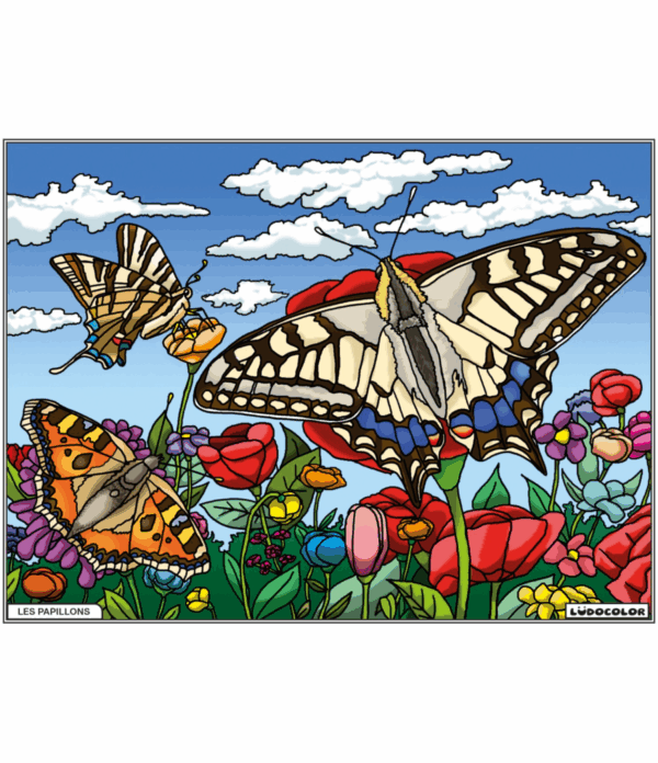 PAPILLONS