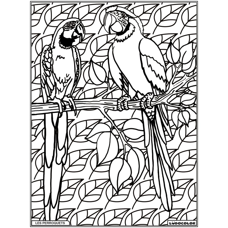 PERROQUETS – Image 1