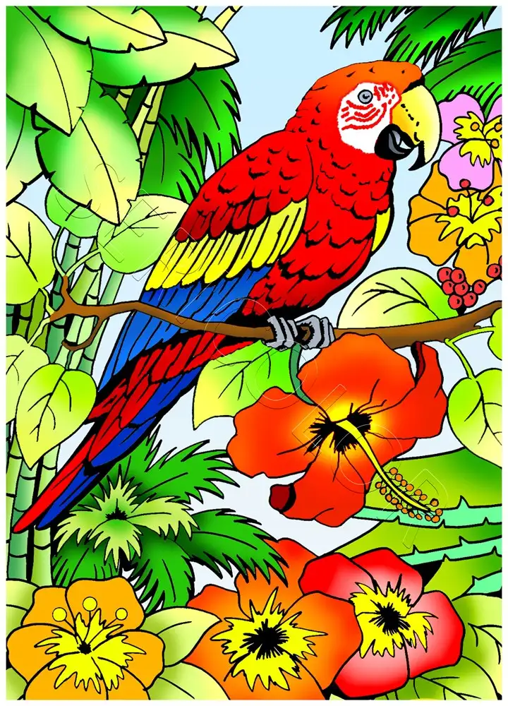 PERROQUET – Image 2